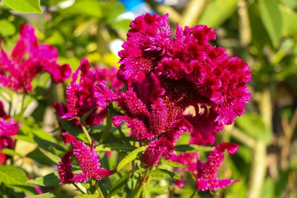 Gros plan de fleur rouge à fleurs pendantes Amaranthus caudatus feuilles vertes avec fond d'arbre vert — Photo