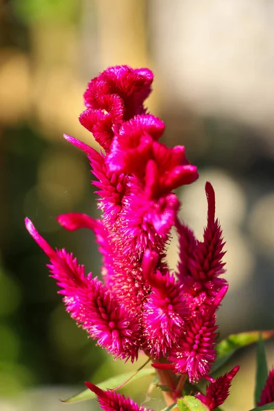 Cocks kam levendige bloemen mooie kleur met bladeren in het park achtergrond — Stockfoto