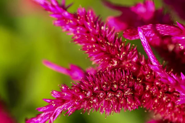 Cocks peine flores vívidas hermoso color con hojas en el fondo del parque —  Fotos de Stock