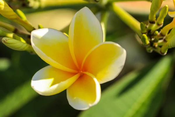 Macro close-up foto do coração da flor plumeria frangipani tirada de Bali — Fotografia de Stock