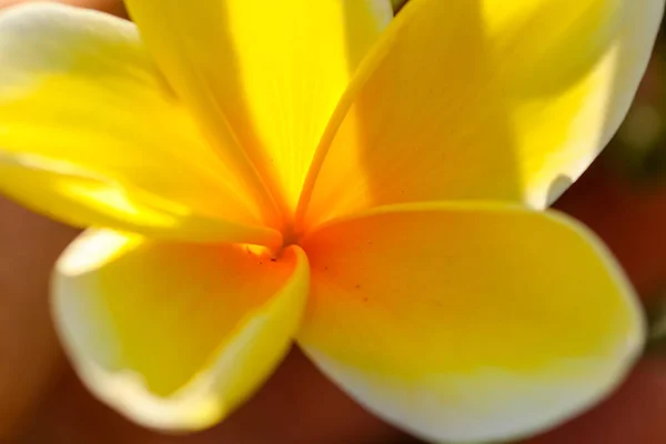 Macro close-up foto van het hart van de plumeria frangipani uit Bali — Stockfoto