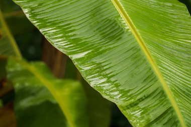 Doğada yeşil muz yaprağı, yağmurlu bir günden sonra muz yaprağı