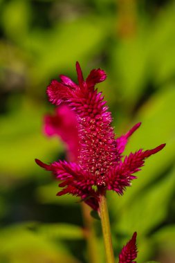 Horozlar canlı çiçekleri tarar. Park arka planında yaprakları olan güzel renkler.