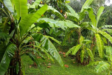 Muz ağacı fidanlığı yağmurla birlikte doğada