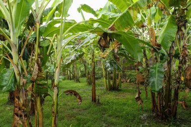 Muz ağacı fidanlığı yağmurla birlikte doğada