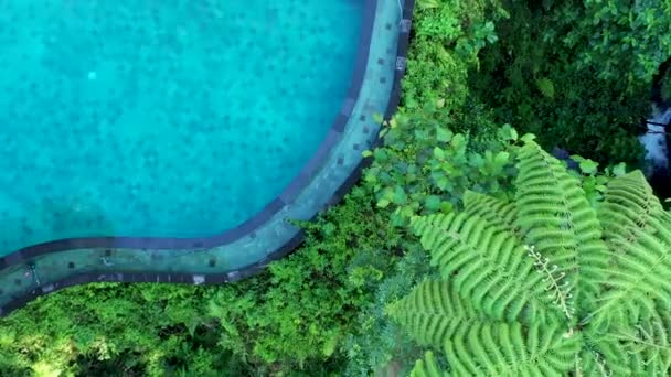 Χαβάη πισίνα διακοπών που περιβάλλεται από φοίνικες. Αεροσκάφος από πάνω προς τα κάτω. Ηλιόλουστη μέρα στον παράδεισο των διακοπών — Αρχείο Βίντεο