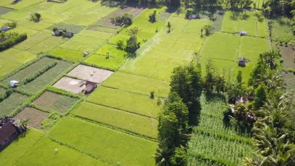 Vista Aérea Agricultura Campos Arroz Para Cultivo Natural Textura Para — Vídeo de Stock