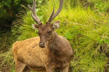 Padar Adası 'nda vahşi doğanın arka planında geyik.