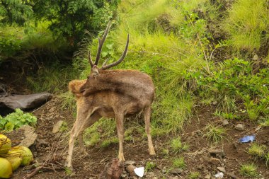 Padar Adası 'nda vahşi doğanın arka planında geyik.