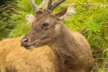 Padar Adası 'nda vahşi doğanın arka planında geyik.