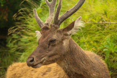 Padar Adası 'nda vahşi doğanın arka planında geyik.