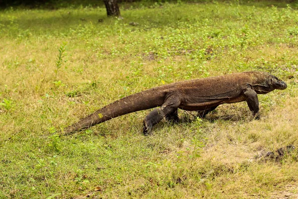 Zbliżenie Się Smoka Komodo Ziemi Trawy Parku Narodowym Komodo — Zdjęcie stockowe