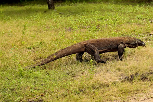 Zbliżenie Się Smoka Komodo Ziemi Trawy Parku Narodowym Komodo — Zdjęcie stockowe