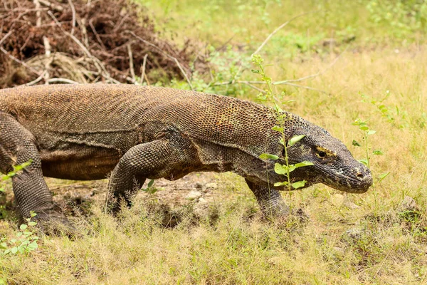 Nahaufnahme Des Komodo Drachen Auf Dem Boden Und Gras Komodo — Stockfoto