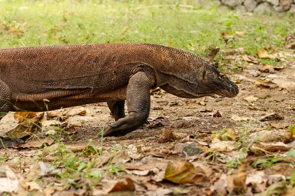 コモド国立公園の地面と草の上のコモドドラゴンの閉鎖 — ストック写真