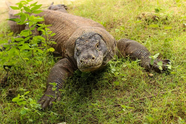 Gros Plan Komodo Dragon Sur Sol Herbe Dans Parc National — Photo