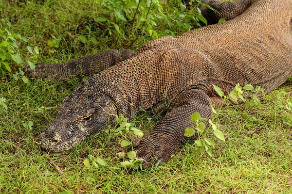 Zbliżenie Się Smoka Komodo Ziemi Trawy Parku Narodowym Komodo — Zdjęcie stockowe