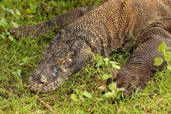 Nahaufnahme Des Komodo Drachen Auf Dem Boden Und Gras Komodo — Stockfoto