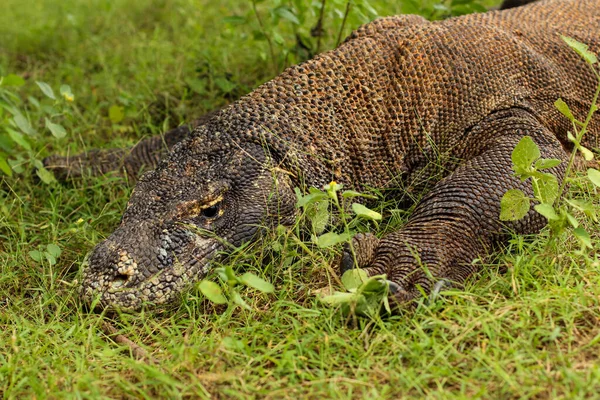 Zblízka Komodo Draka Zemi Trávy Národním Parku Komodo — Stock fotografie