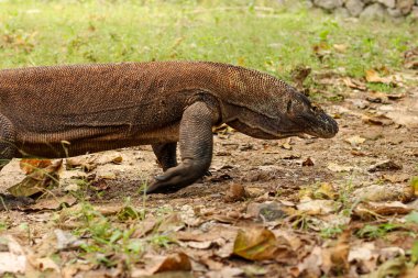 Komodo Ulusal Parkı ve Komodo Ulusal Parkı 'ndaki çimlere yakın durun..