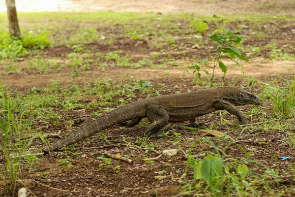 Zbliżenie Się Smoka Komodo Ziemi Trawy Parku Narodowym Komodo — Zdjęcie stockowe