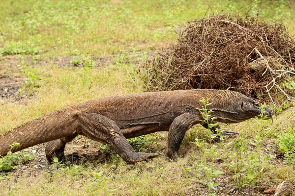 Primer Plano Del Dragón Komodo Suelo Hierba Parque Nacional Komodo — Foto de Stock