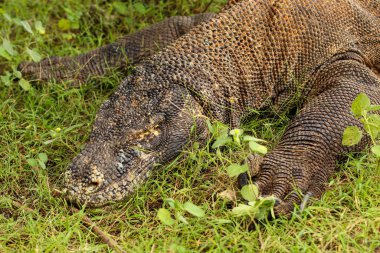 Komodo Ulusal Parkı ve Komodo Ulusal Parkı 'ndaki çimlere yakın durun..
