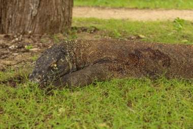 Komodo Ulusal Parkı ve Komodo Ulusal Parkı 'ndaki çimlere yakın durun..