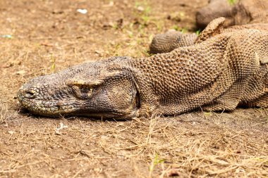 Komodo Ulusal Parkı ve Komodo Ulusal Parkı 'ndaki çimlere yakın durun..