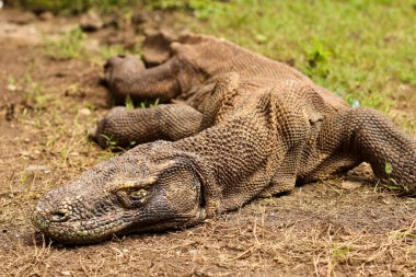 Komodo Ulusal Parkı ve Komodo Ulusal Parkı 'ndaki çimlere yakın durun..