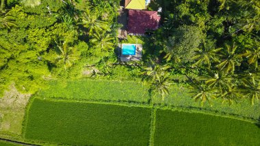 Havuzu olan, pirinç tarlalarıyla çevrili bir evin havadan görünüşü.