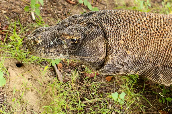 Nahaufnahme Des Komodo Drachen Auf Dem Boden Und Gras Komodo — Stockfoto