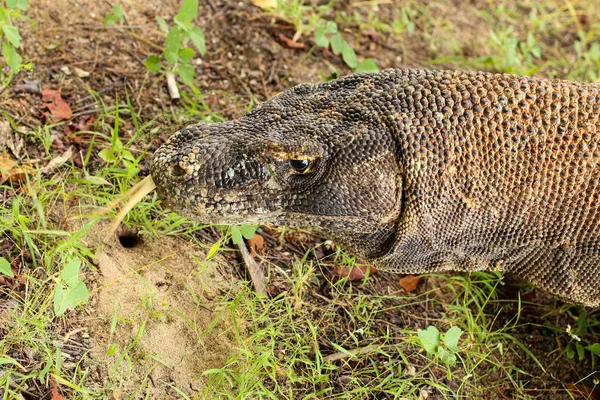 Nahaufnahme Des Komodo Drachen Auf Dem Boden Und Gras Komodo — Stockfoto