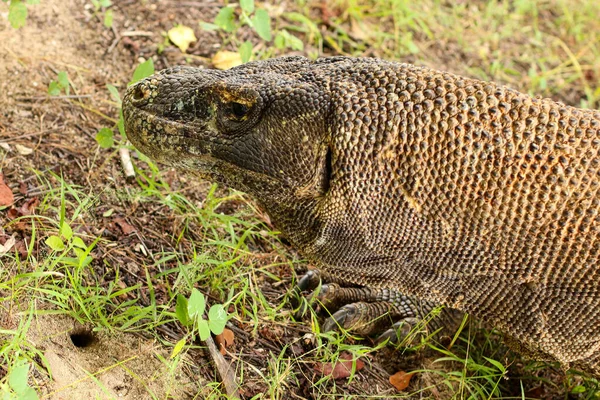 Zblízka Komodo Draka Zemi Trávy Národním Parku Komodo — Stock fotografie