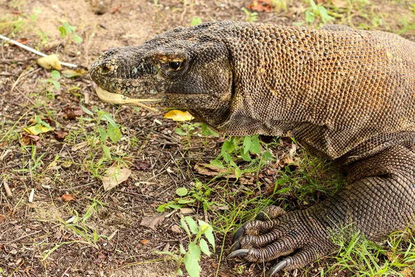 コモド国立公園の地面と草の上のコモドドラゴンの閉鎖 — ストック写真