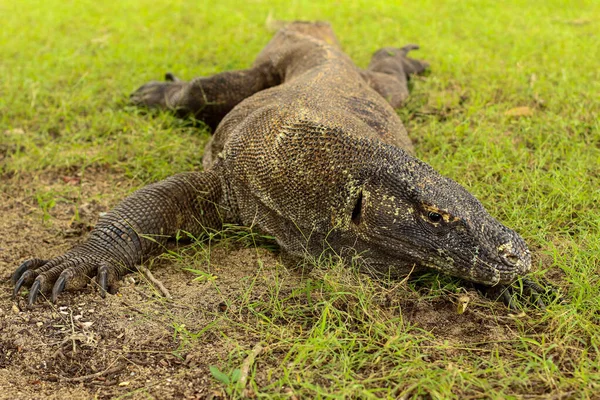 Gros Plan Komodo Dragon Sur Sol Herbe Dans Parc National — Photo