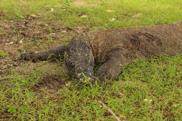 Gros Plan Komodo Dragon Sur Sol Herbe Dans Parc National — Photo