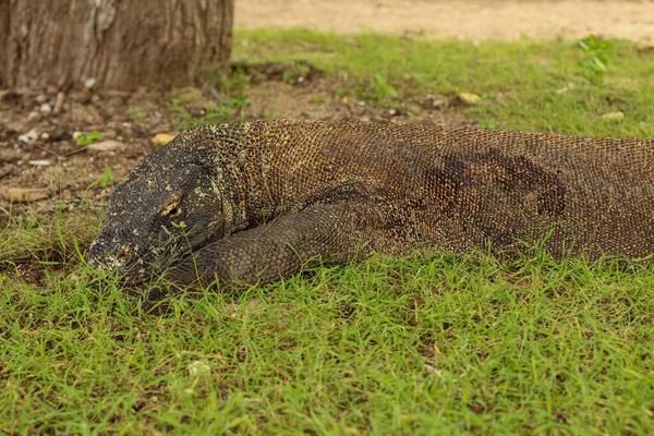 Zbliżenie Się Smoka Komodo Ziemi Trawy Parku Narodowym Komodo — Zdjęcie stockowe