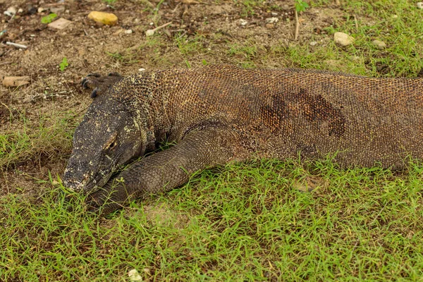 コモド国立公園の地面と草の上のコモドドラゴンの閉鎖 — ストック写真
