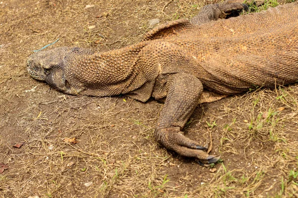 コモド国立公園の地面と草の上のコモドドラゴンの閉鎖 — ストック写真
