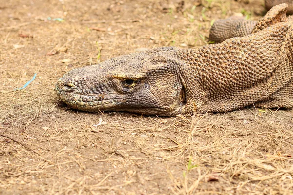 Zblízka Komodo Draka Zemi Trávy Národním Parku Komodo — Stock fotografie