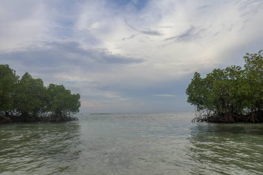 Hint Okyanusu 'nun sığ sularında iki mangrov. Kıyıya yakın yeşil mangrov çalıları büyüyor. Deniz seviyesi sakin. Arka planda manzaralı bulutlarla kaplanmış gökyüzü doğal atmosferi gösteriyor.