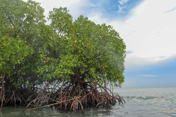 Mangrove Flachen Wasser Des Indischen Ozeans Wurzeln Grüner Mangrovensträucher Über — Stockfoto