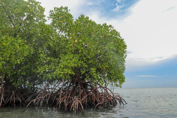 Mangrove Grunt Vatten Indiska Oceanen Rötter Gröna Mangrove Buskar Över — Stockfoto