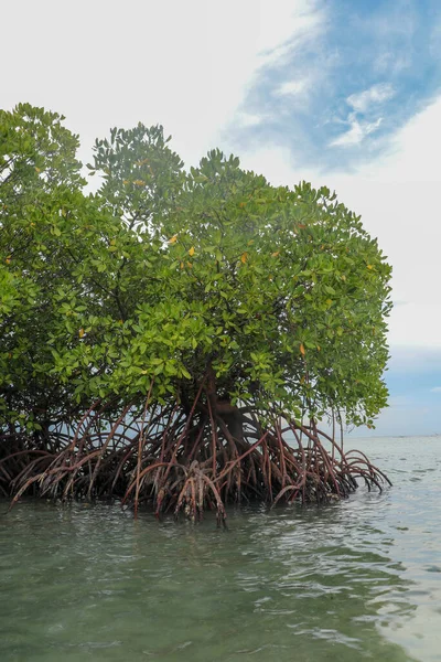 Mangrove Grunt Vatten Indiska Oceanen Rötter Gröna Mangrove Buskar Över — Stockfoto