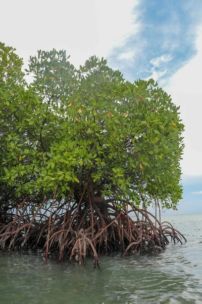 Mangrove Grunt Vatten Indiska Oceanen Rötter Gröna Mangrove Buskar Över — Stockfoto