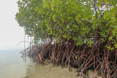 Uzun mangrov ağaçlarının köklerine yaklaş. Mangrove 'da sular çekildiğinde. Mangrove ve kökleri kumda, Lombok, Endonezya. Kırmızı mangrov, Rhizophora ezmesi. Projeniz için en iyi arkaplan.