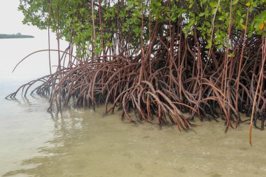 Uzun mangrov ağaçlarının köklerine yaklaş. Mangrove 'da sular çekildiğinde. Mangrove ve kökleri kumda, Lombok, Endonezya. Kırmızı mangrov, Rhizophora ezmesi. Projeniz için en iyi arkaplan.
