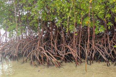 Uzun mangrov ağaçlarının köklerine yaklaş. Mangrove 'da sular çekildiğinde. Mangrove ve kökleri kumda, Lombok, Endonezya. Kırmızı mangrov, Rhizophora ezmesi. Projeniz için en iyi arkaplan.