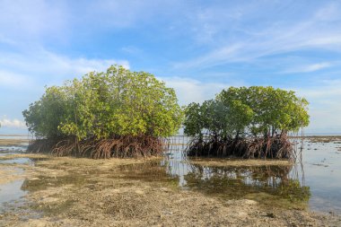 Mısır 'da Kızıldeniz' in sığ sularında alçak mangrov ağaçları bulunur. Güneş ışınları su yüzeyinden yansıyor. Genç mangrovların filizleri su yüzeyinden yükselir. Geçiş suyu.